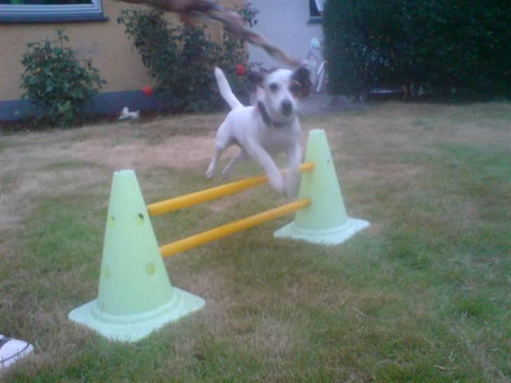 Jack russell terrier * Ellegårdens Jæger *  - jæger, spring trænning ved Fine ;D  billede 19