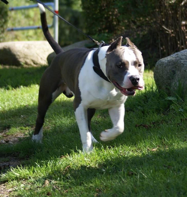 Amerikansk staffordshire terrier Odin alias Hr. Holm - Kom så... Vi skal hjem... billede 12