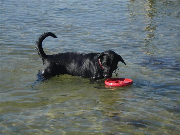 Blanding af racer Nala - Så skøn tur til vandet, endelig en dag hvor stranden var fri til mig :) billede 2