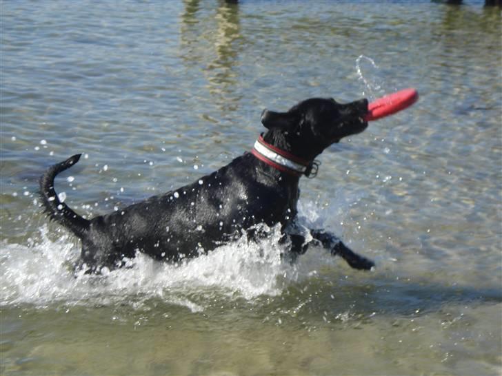 Blanding af racer Nala billede 3