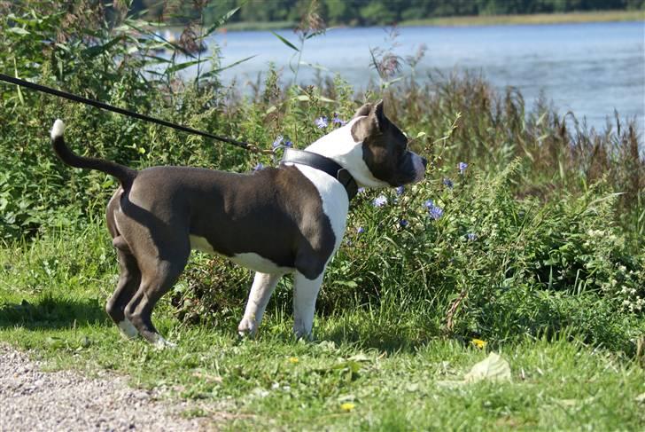 Amerikansk staffordshire terrier Odin alias Hr. Holm - Svaner.... Hvad fanden er det??? billede 13