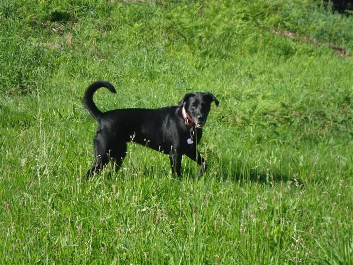 Blanding af racer Nala billede 4