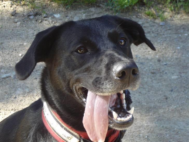 Blanding af racer Nala - Nu jeg altså ved at være træt.. billede 5