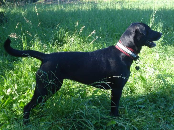 Blanding af racer Nala billede 6