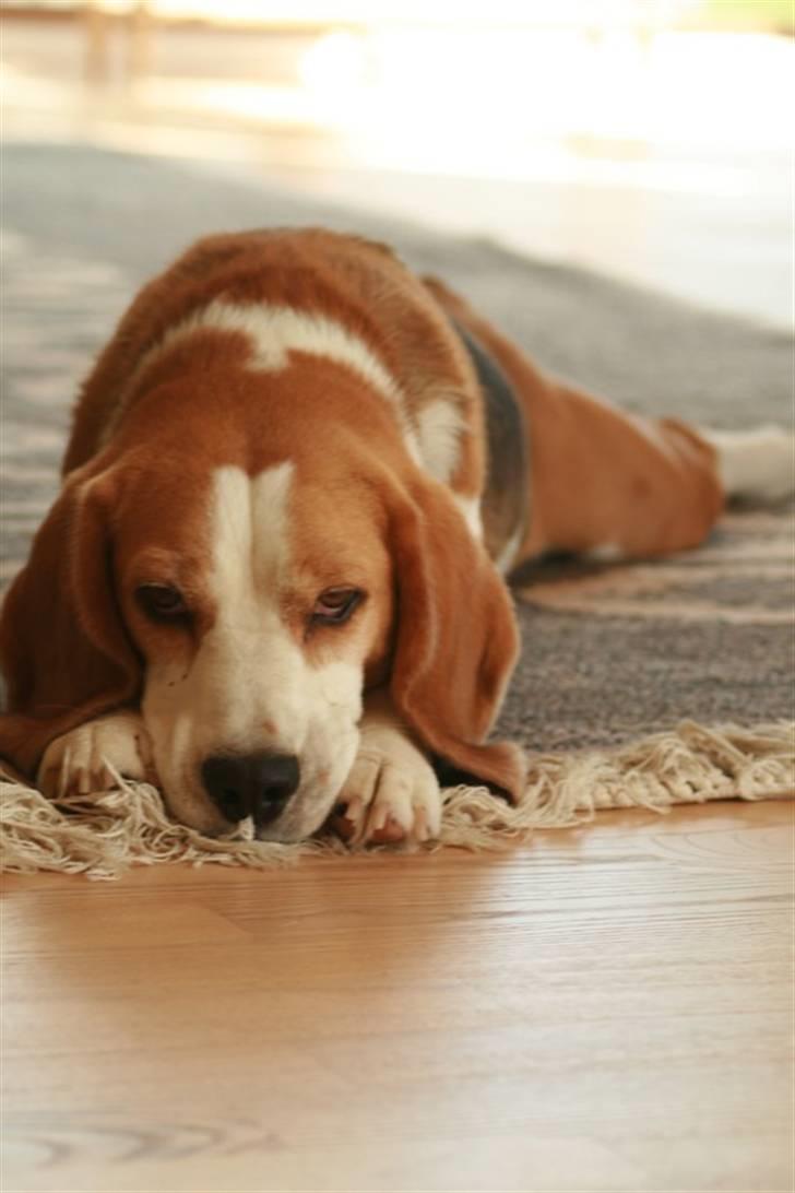 Beagle Zico billede 16