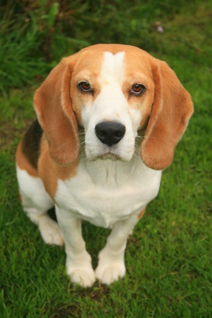 Beagle Zico billede 17