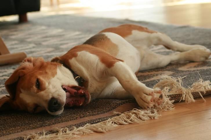 Beagle Zico billede 18