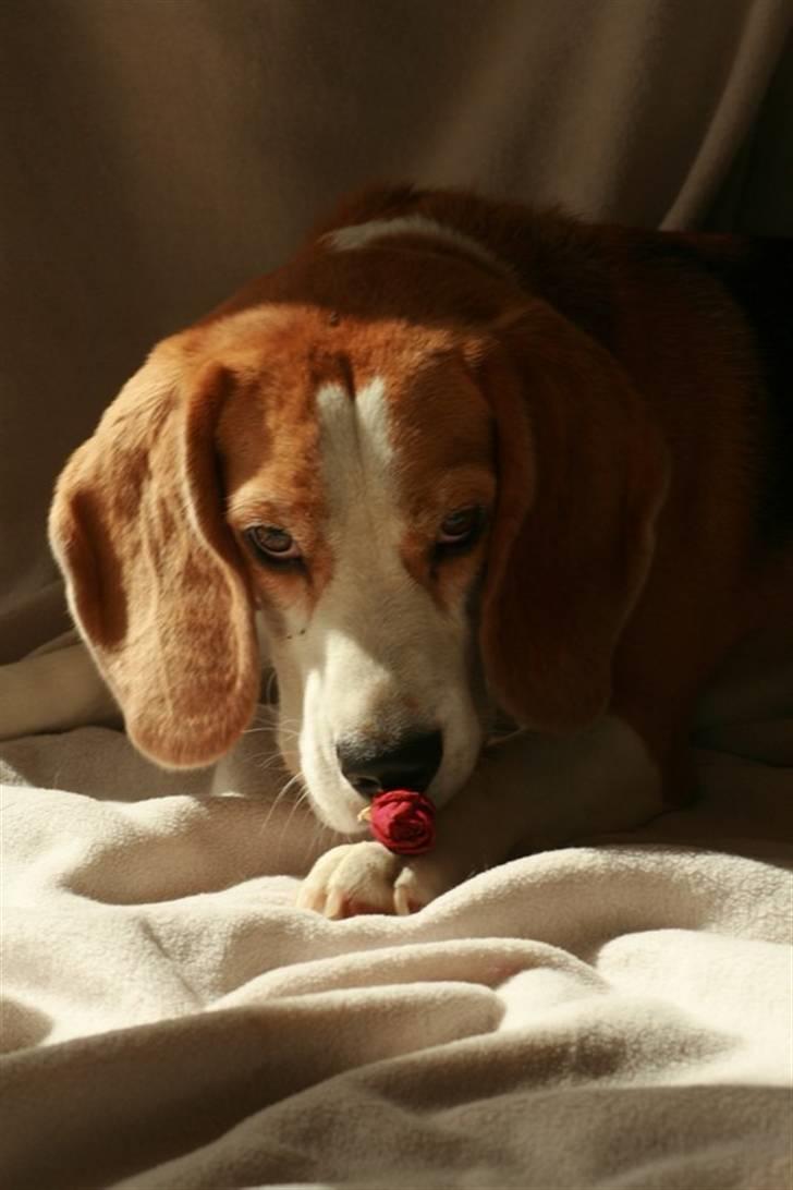 Beagle Zico billede 19