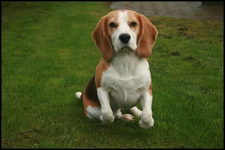 Beagle Zico billede 20