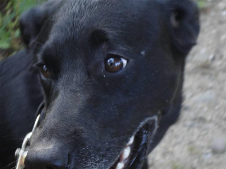 Blanding af racer Nala billede 7