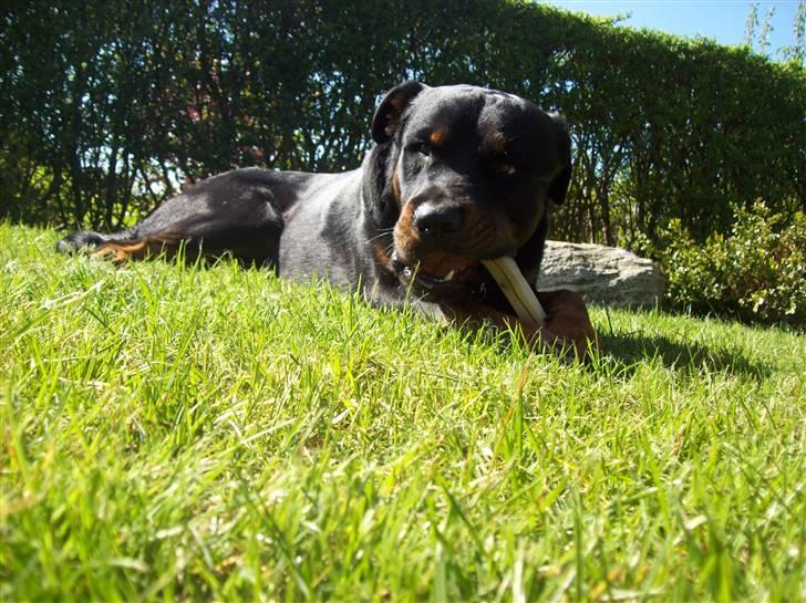 Rottweiler Simba - 18 måneder billede 14