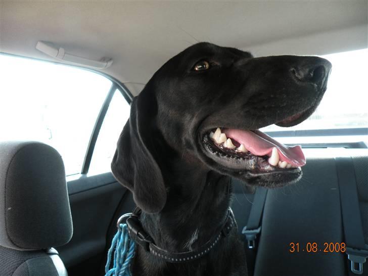 Blanding af racer kira billede 1