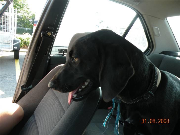 Blanding af racer kira billede 2