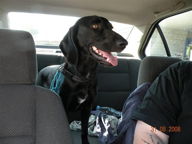 Blanding af racer kira billede 3