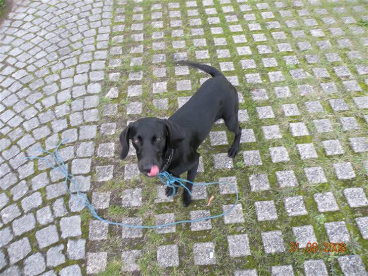 Blanding af racer kira billede 4