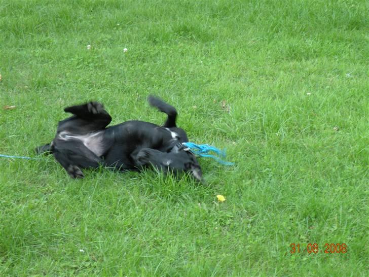 Blanding af racer kira billede 5