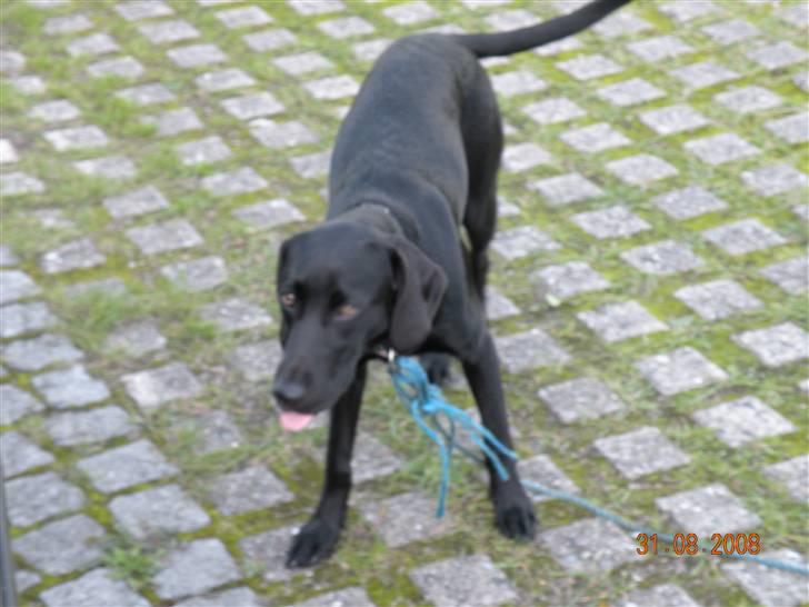 Blanding af racer kira billede 6