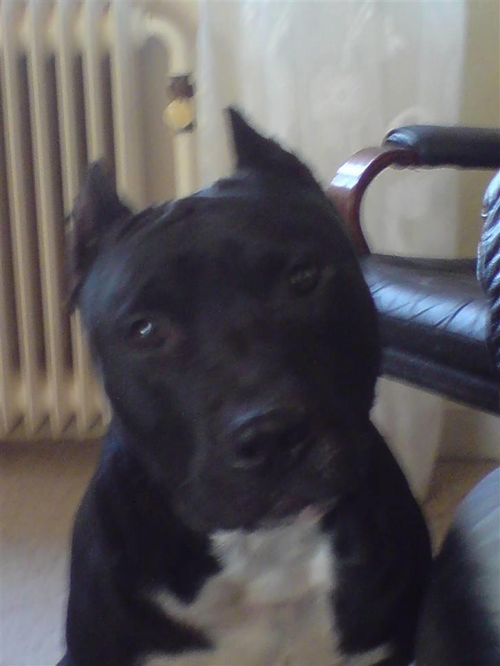 Amerikansk staffordshire terrier * Paco * The King - hvad er det mon for en ting den der? ;s billede 9