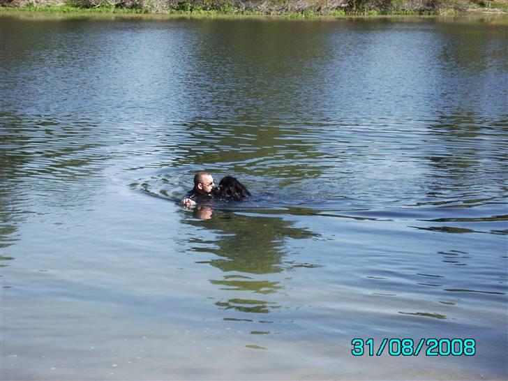 Newfoundlænder Dino (Newetta´s) - Vandtræning billede 19