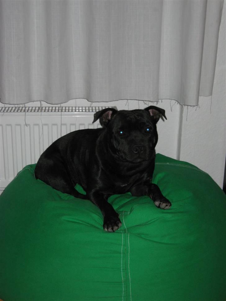 Staffordshire bull terrier Enoddens Hey littel girl. billede 2