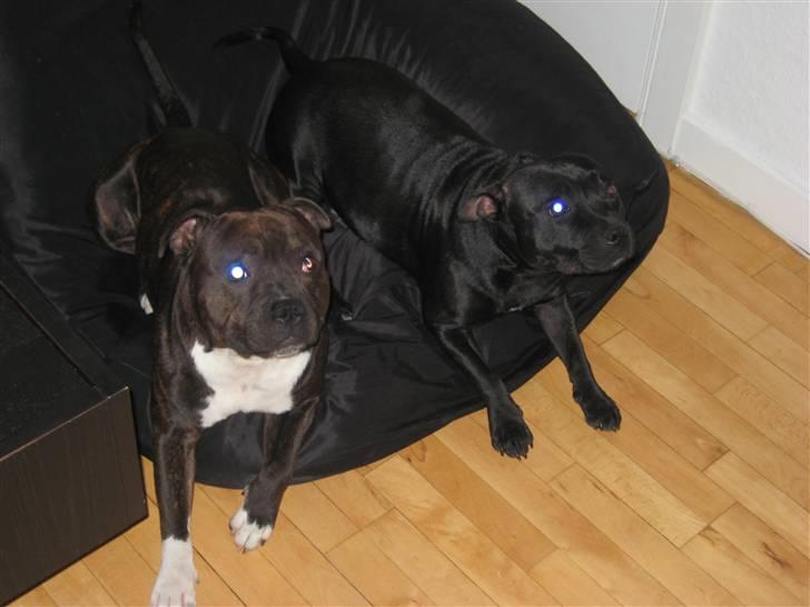 Staffordshire bull terrier Enoddens Hey littel girl. billede 6