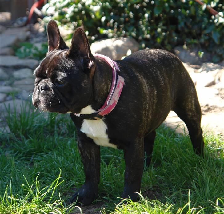 Fransk bulldog Lui Aimeé Coco Chanel billede 9