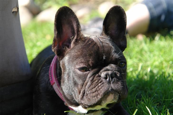 Fransk bulldog Lui Aimeé Coco Chanel billede 10