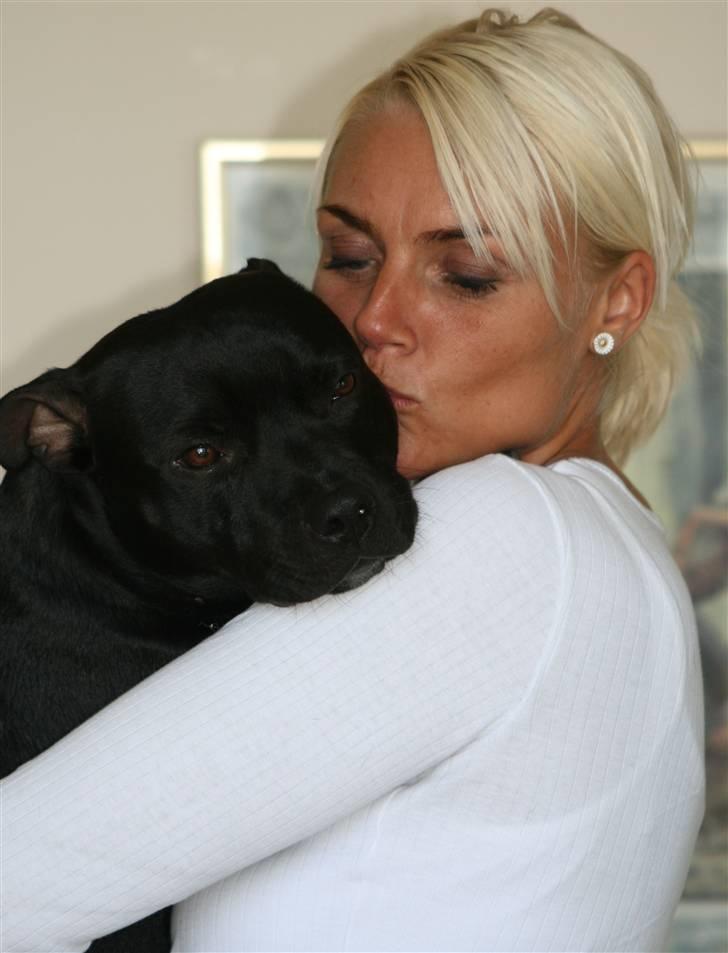 Staffordshire bull terrier Niels billede 7