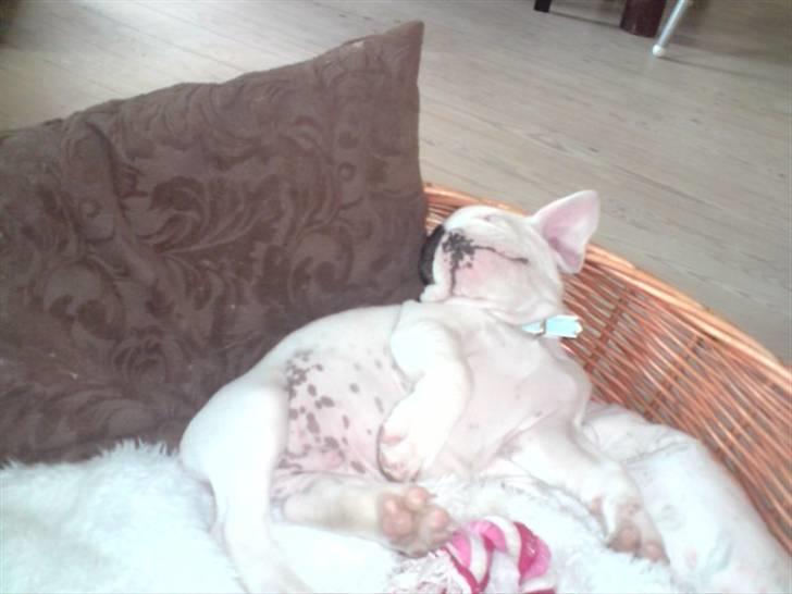 Fransk bulldog Bufas - ligger lige og slapper af... billede 5