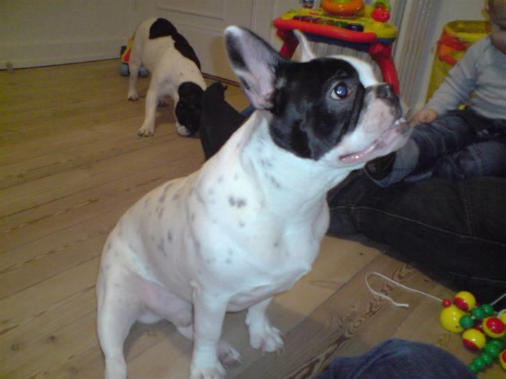 Fransk bulldog Bufas - uhmm..? billede 6
