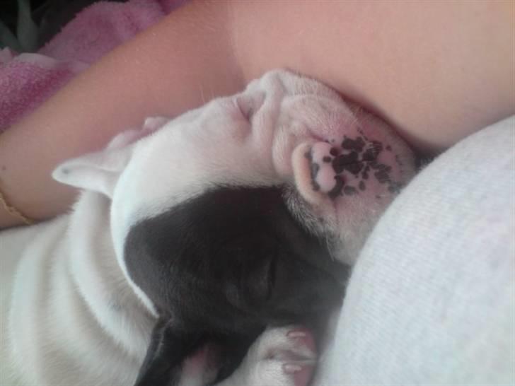 Fransk bulldog Bufas - zzz..pyhh..zzzz billede 7