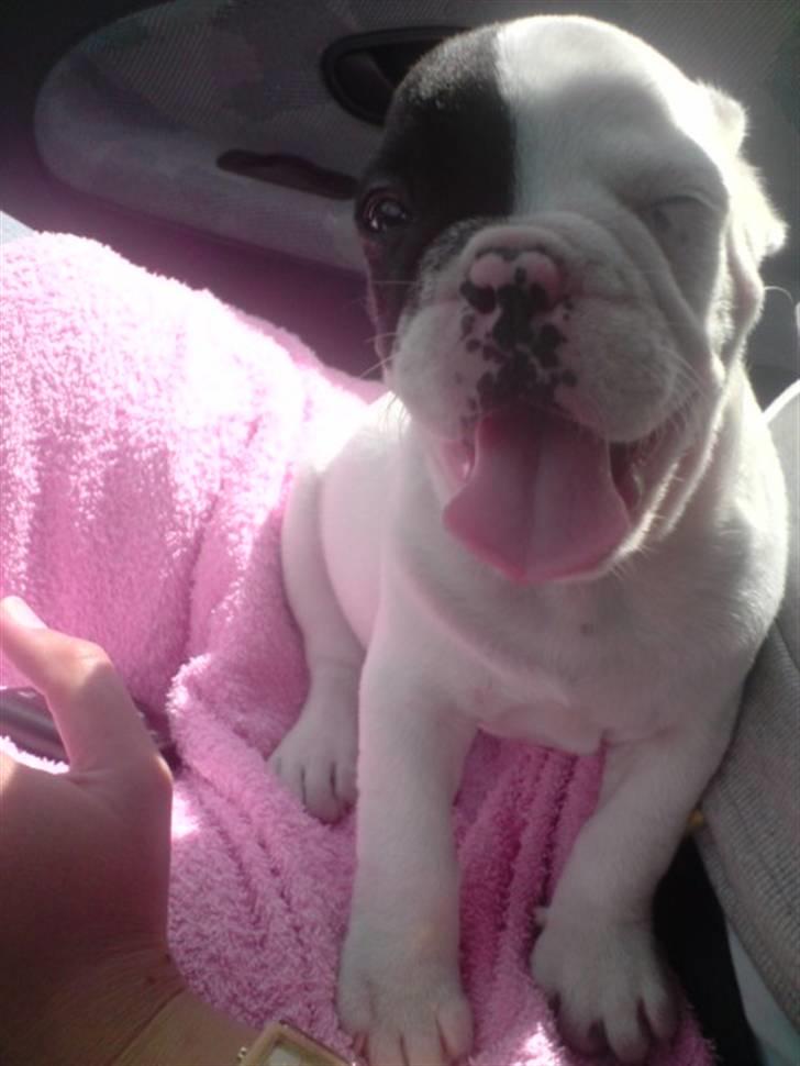 Fransk bulldog Bufas - Meget varmt at køre bil billede 8