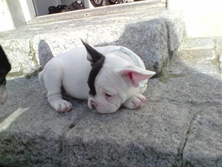 Fransk bulldog Bufas - ligger lige og slapper af... billede 9