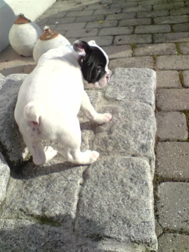 Fransk bulldog Bufas - står her og solbader.. billede 11