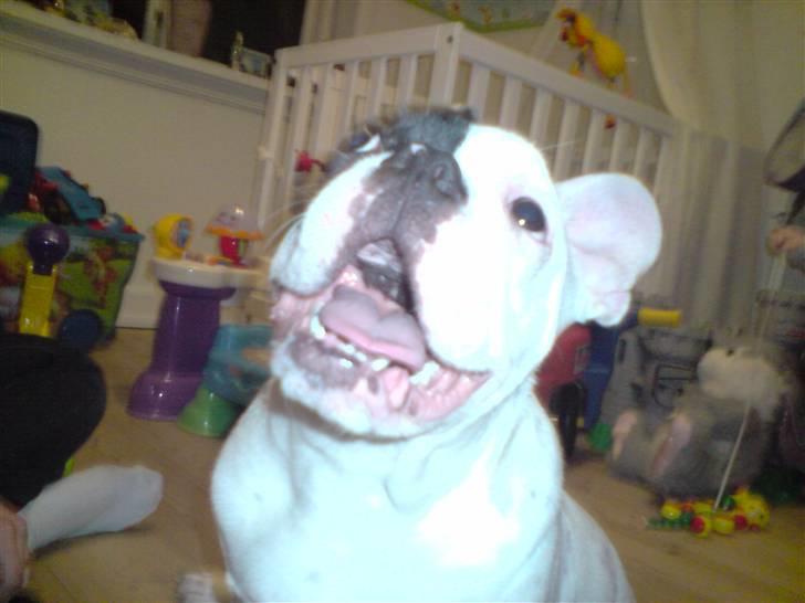 Fransk bulldog Bufas - se min tunge... billede 12