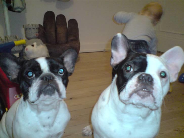 Fransk bulldog Bufas - Mig og Bonnie.. billede 13