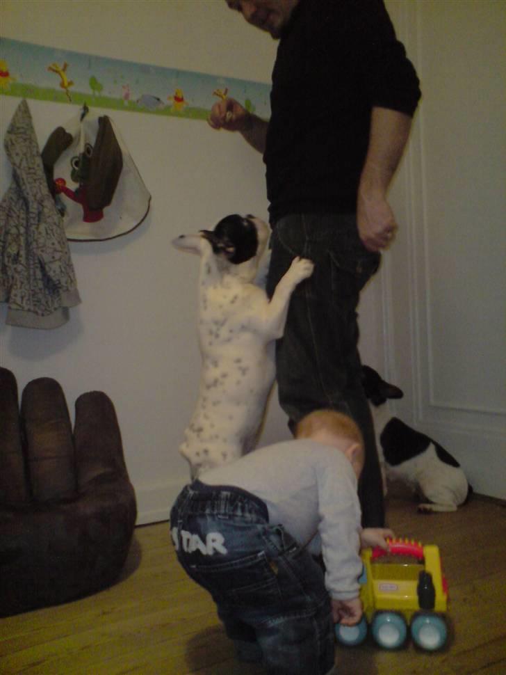 Fransk bulldog Bufas - Far og jeg leger... hmm godbid! billede 14