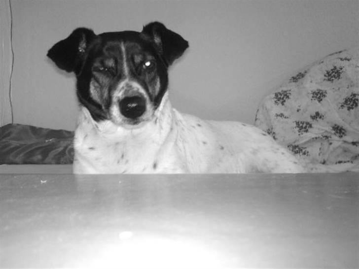 Dansk svensk gaardhund Frida - HOLDER ØJE MED DIG billede 16