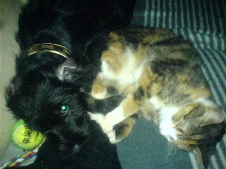 Blanding af racer Tika <3 - mmmmm ..... putter lig med Tuna ..  billede 16