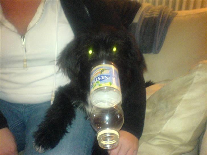 Blanding af racer Tika <3 - eeej tante jeanette har puttet en iste flaske på min snude .. billede 17