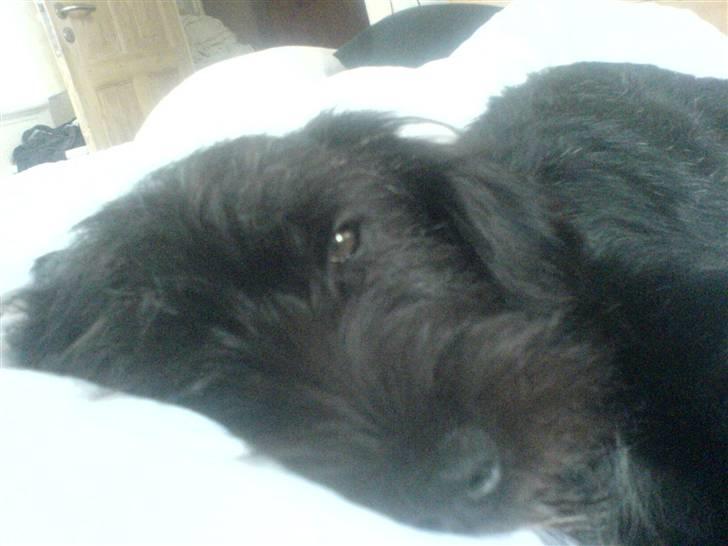 Blanding af racer Tika <3 - eeej moar jeg er lig vågnet .. er lidt træt endnu .. billede 18