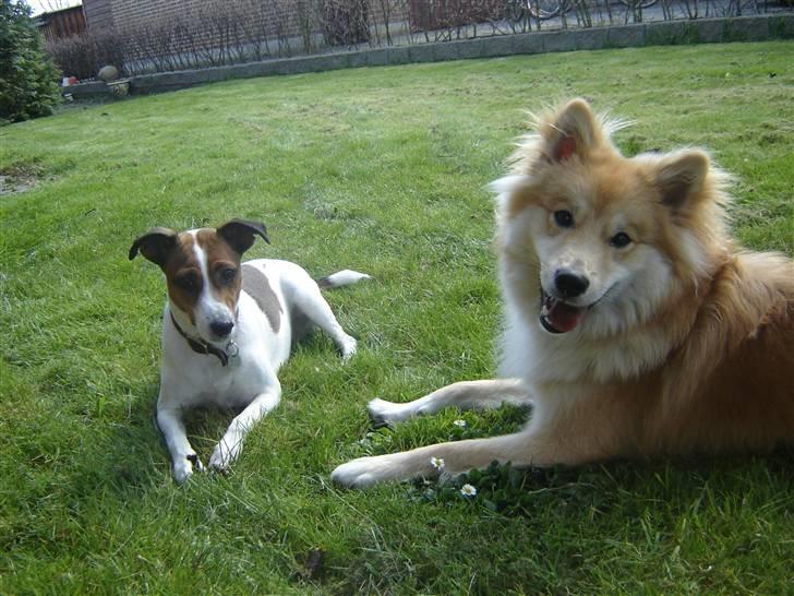 Blanding af racer Vally - Min bedste ven, Viggo. Vi leger altid hele dagen når han er på besøg. billede 10