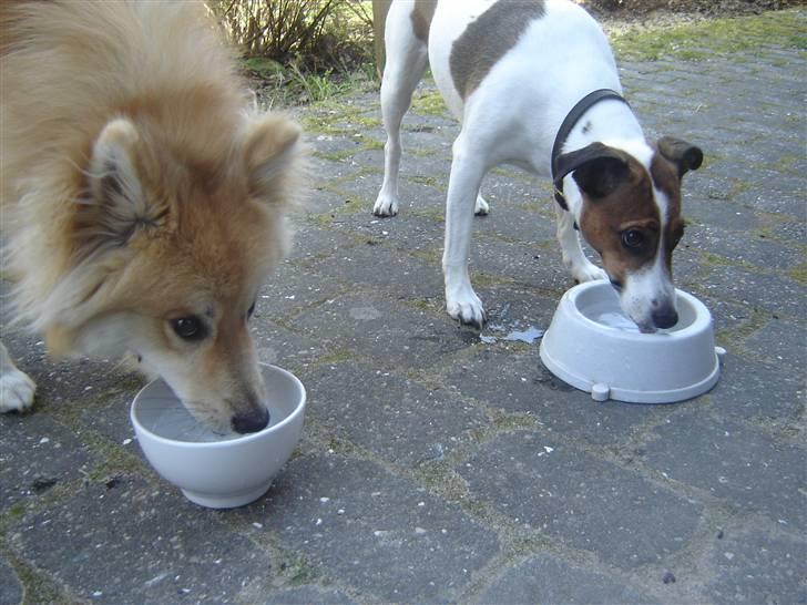 Blanding af racer Vally - man skal huske at drikke meget vand når det er varmt. billede 11