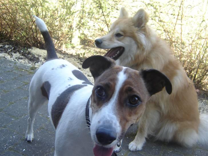 Blanding af racer Vally - Hej derude! billede 12