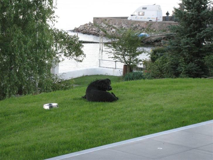 Labrador retriever Carlo - carlo ligger og nyder udsigten  billede 20