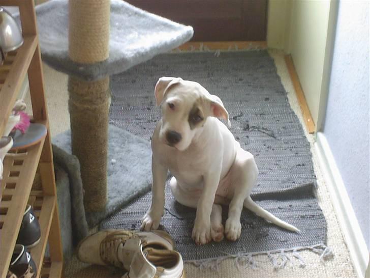 Amerikansk staffordshire terrier Ally (lulle) - meget uskyldig :) billede 8