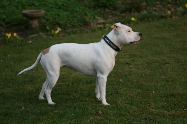 Amerikansk staffordshire terrier Ally (lulle) - fra siden... billede 9