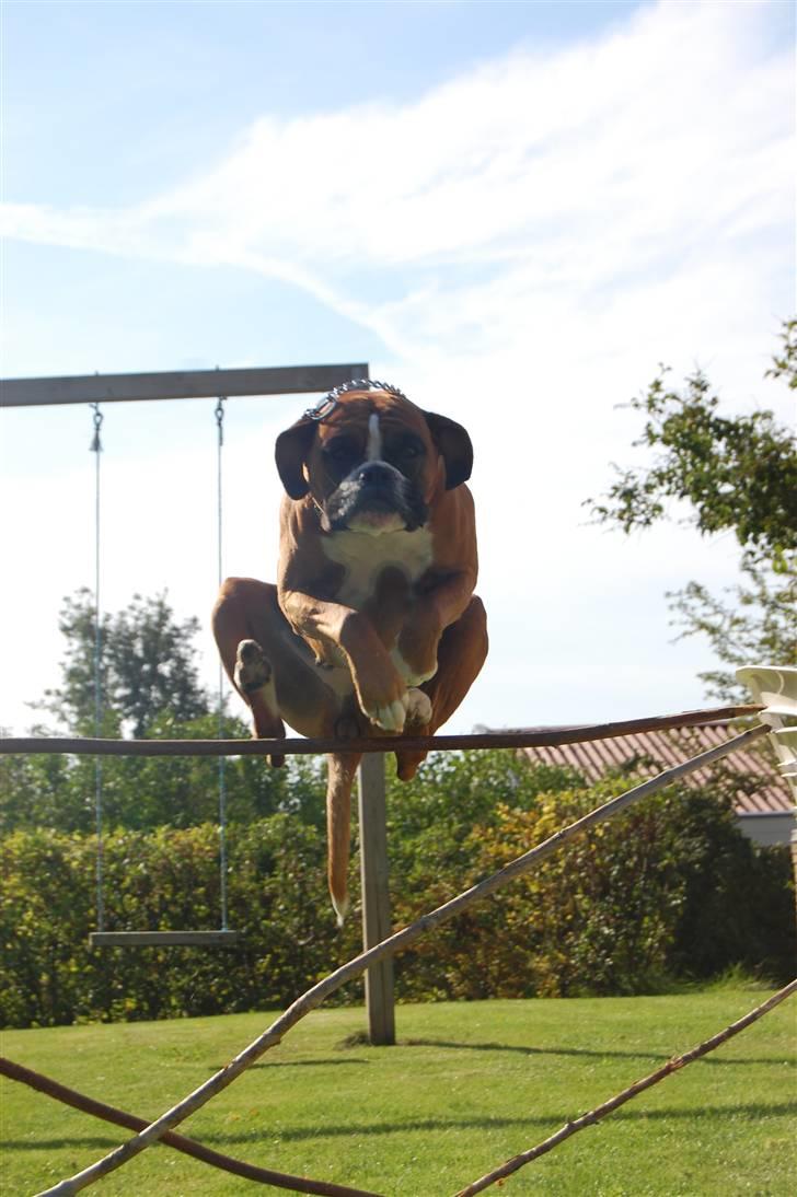 Boxer Nala - 14. Jeg aner ikk´ hvad jeg laver, jeg springer ivertfald mærkeligt (90 cm) billede 14