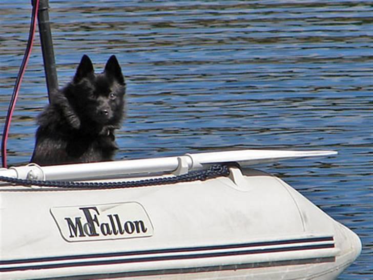 Schipperke Skipper Zidan - Jeg elsker at komme med på tur i gummibåden billede 11