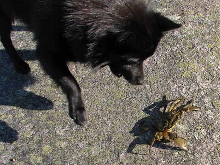 Schipperke Skipper Zidan - Mit første møde med en stooor krabbe billede 12
